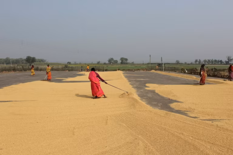 Women spreading grain to dry on a wide threshing ground beside green fields